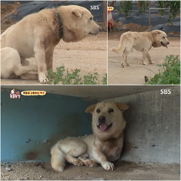 흰둥이