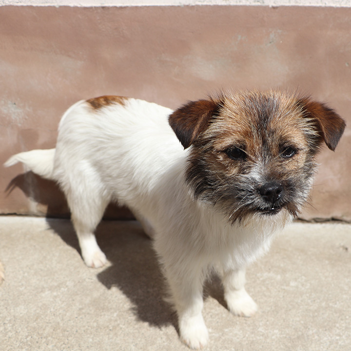 별님이