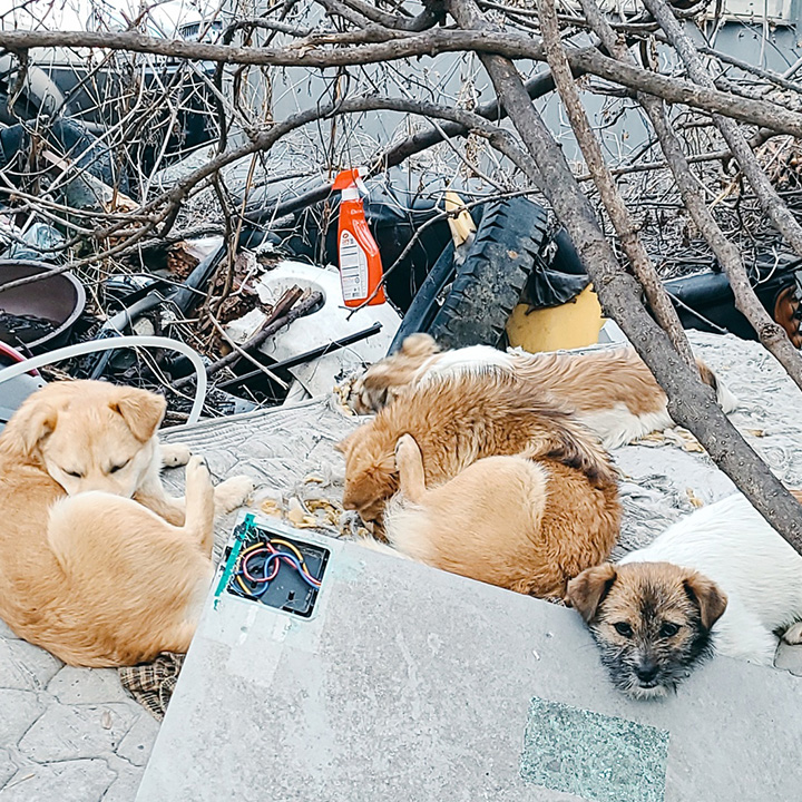 별님이