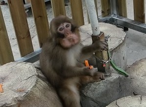 동물원법 제정 걸림돌! 동물원법안 심사 및 국회 본회 상정을 촉구해주세요!