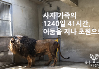 사자 가족 세 마리 구조 활동 보고- 어둠의 1240일 41시간을 지나 초원으로