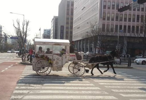 서울에서 사라진 줄 알았던 말마차가 여의도 봄꽃축제장에 다시 나타났습니다.