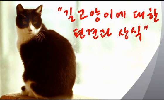 길고양이에 대한 잘못된 편견과 상식