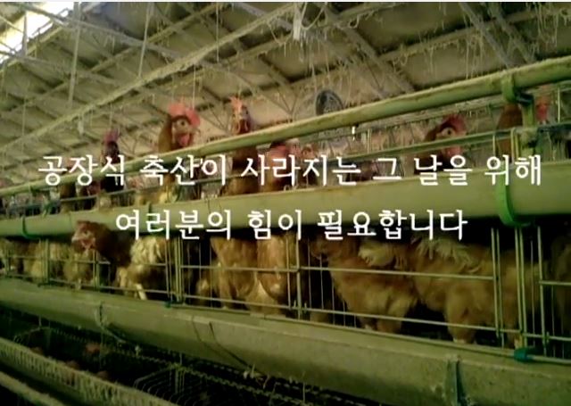 동물자유연대 산란계 농장 실태조사