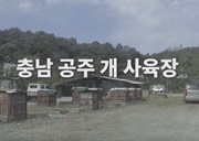 충남 공주 도사견 구조 쇼트 다큐