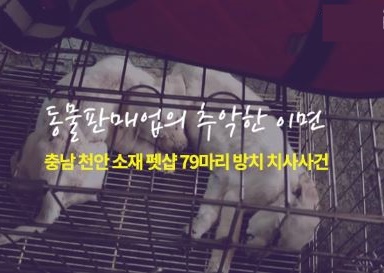 천안 펫샵 79마리 방치치사 사건현장 