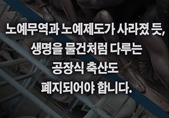 [카드뉴스] 8월 23일 세계 노예무역 철폐 기념의 날 x 농장동물