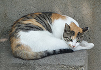 길고양이 이야기