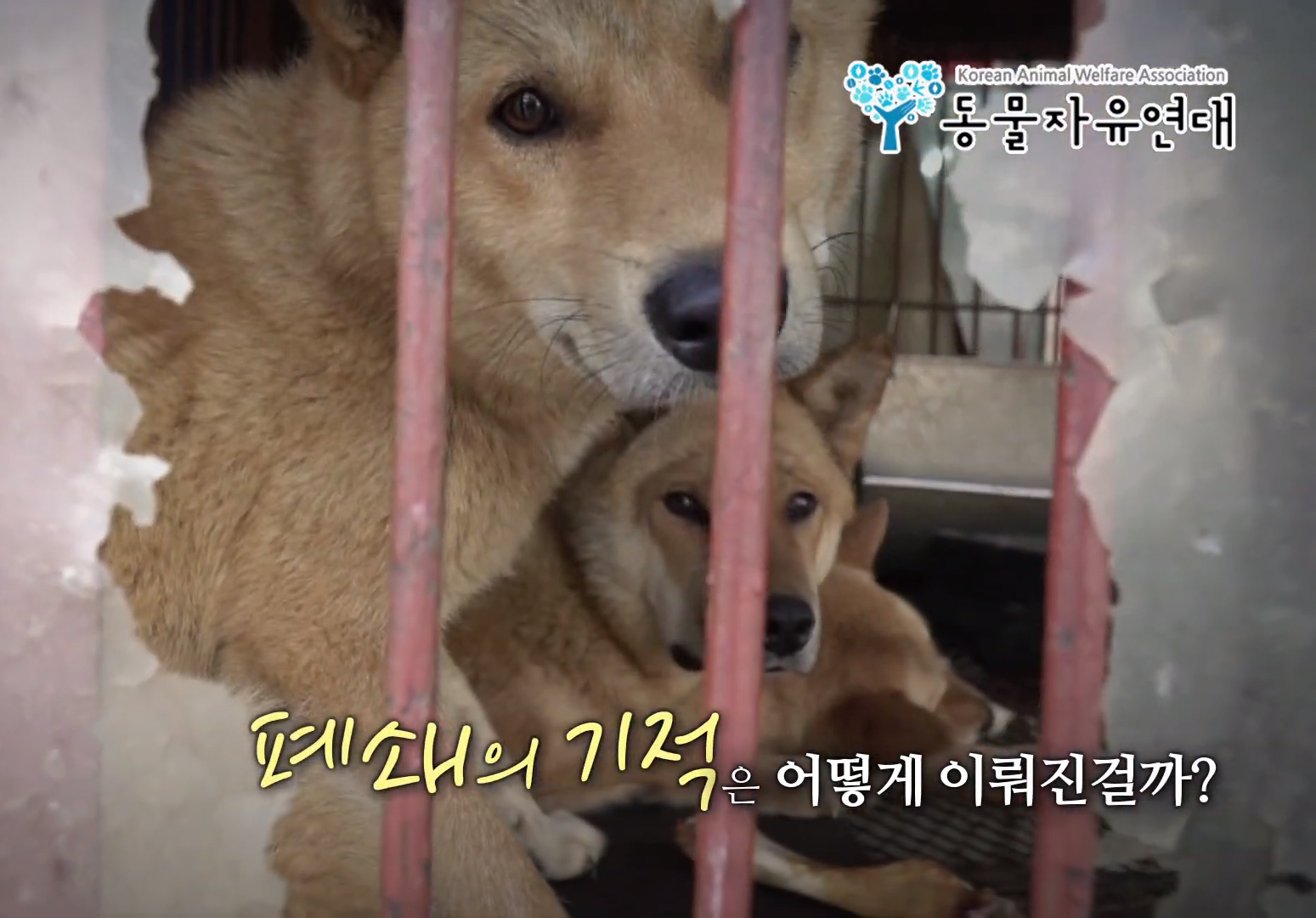 [부산 구포 개시장 철폐] 개도살장 철폐로, 개식용 종식으로!