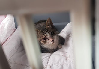 [고발] 고양이의 날을 앞두고..고양이 묶어 삽으로 내려친 잔혹학대사건