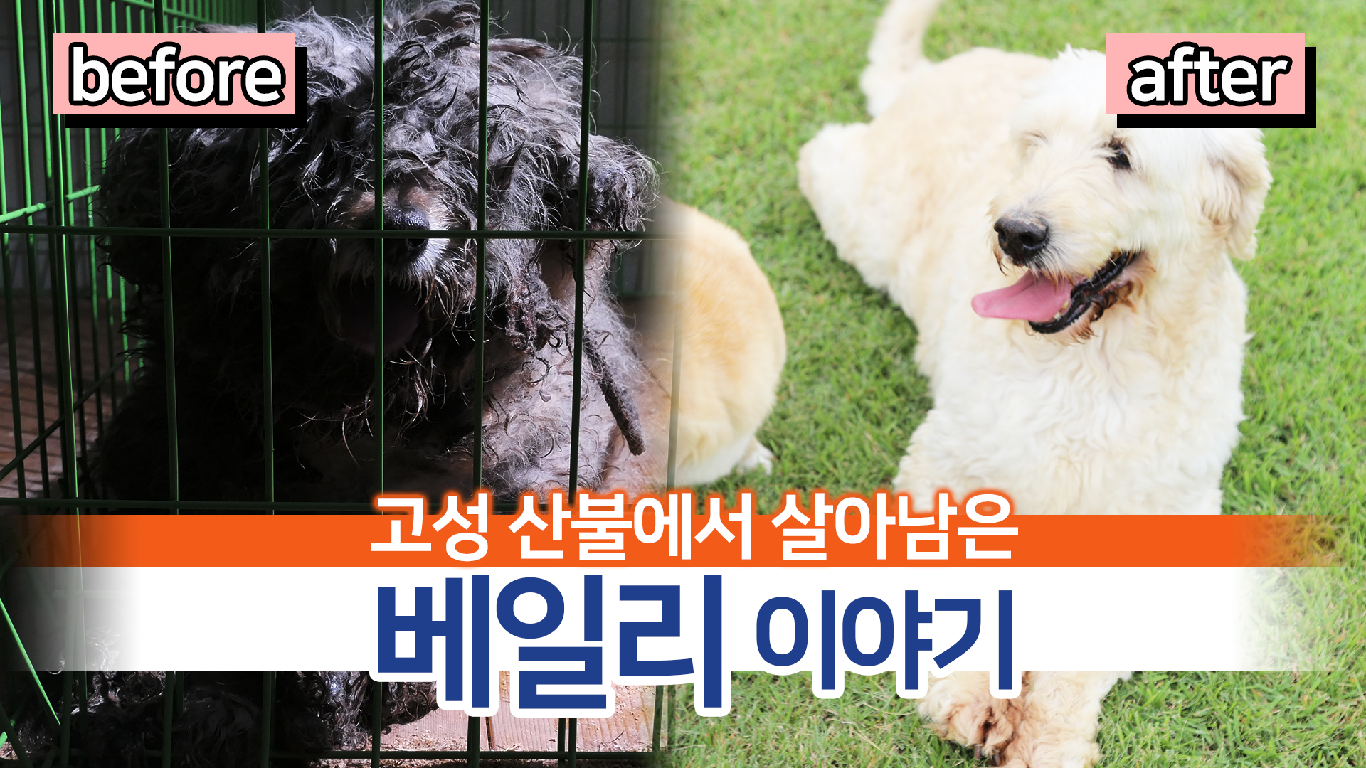 [위기동물] 고성 산불에서 살아남은 베일리 이야기