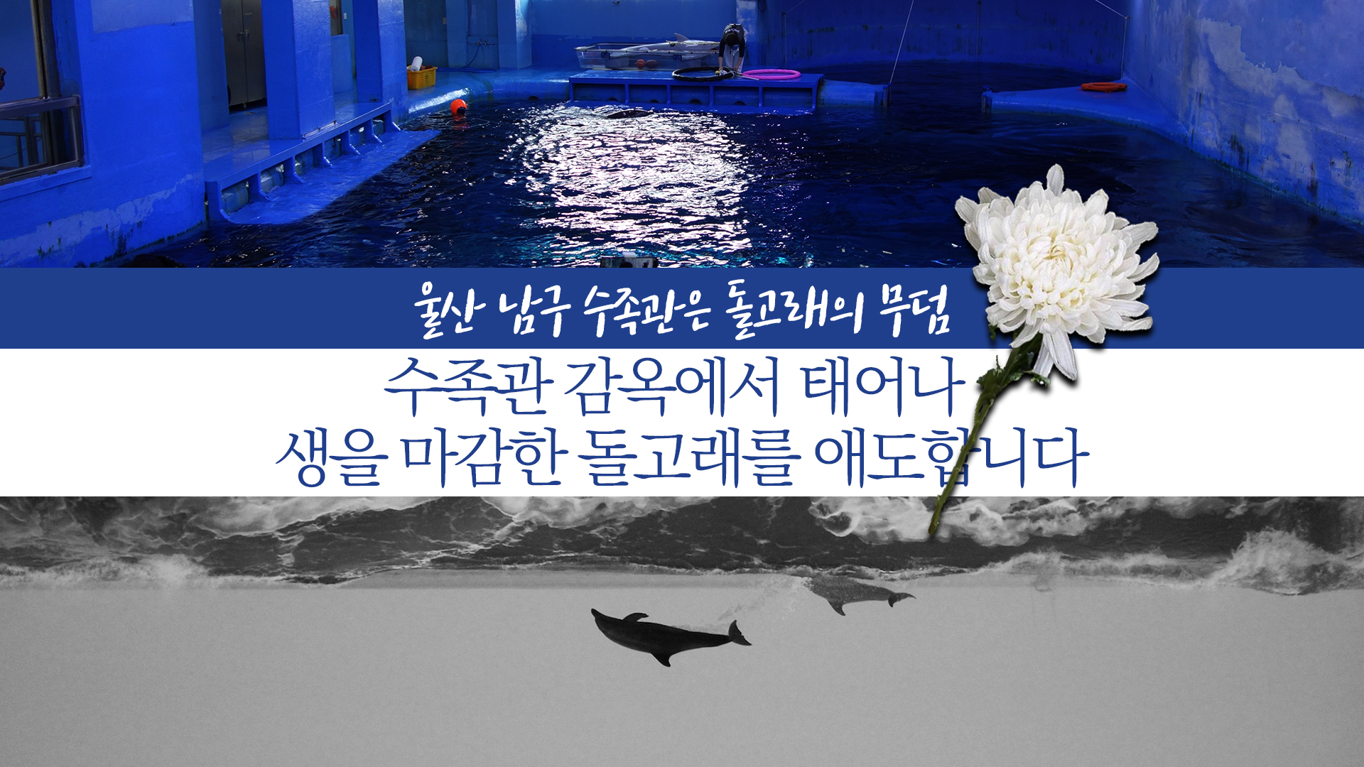 [전시동물] 수족관 감옥에서 태어나 생을 마감한 새끼 돌고래의 죽음에 깊은 애도를 표합니다.