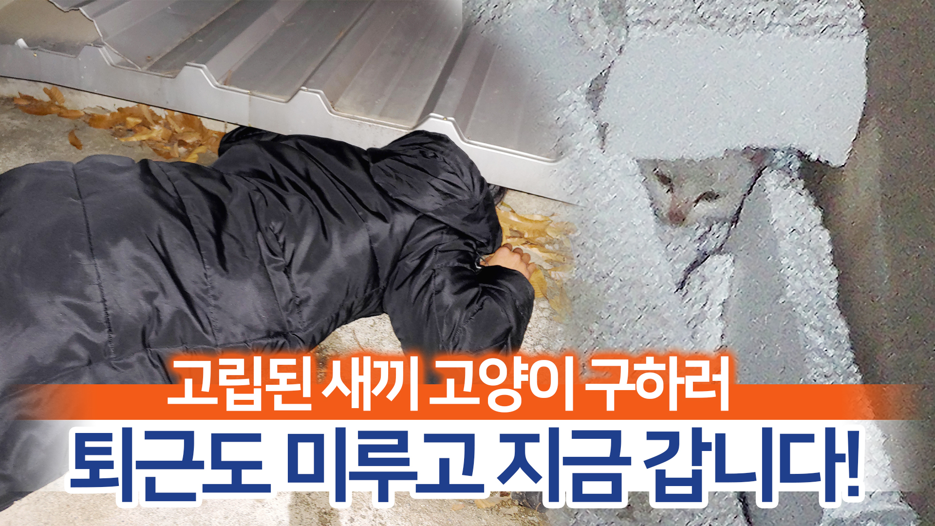 [동물구조] 건물 틈에 빠져 4일째 고립된 새끼 고양이 구조!