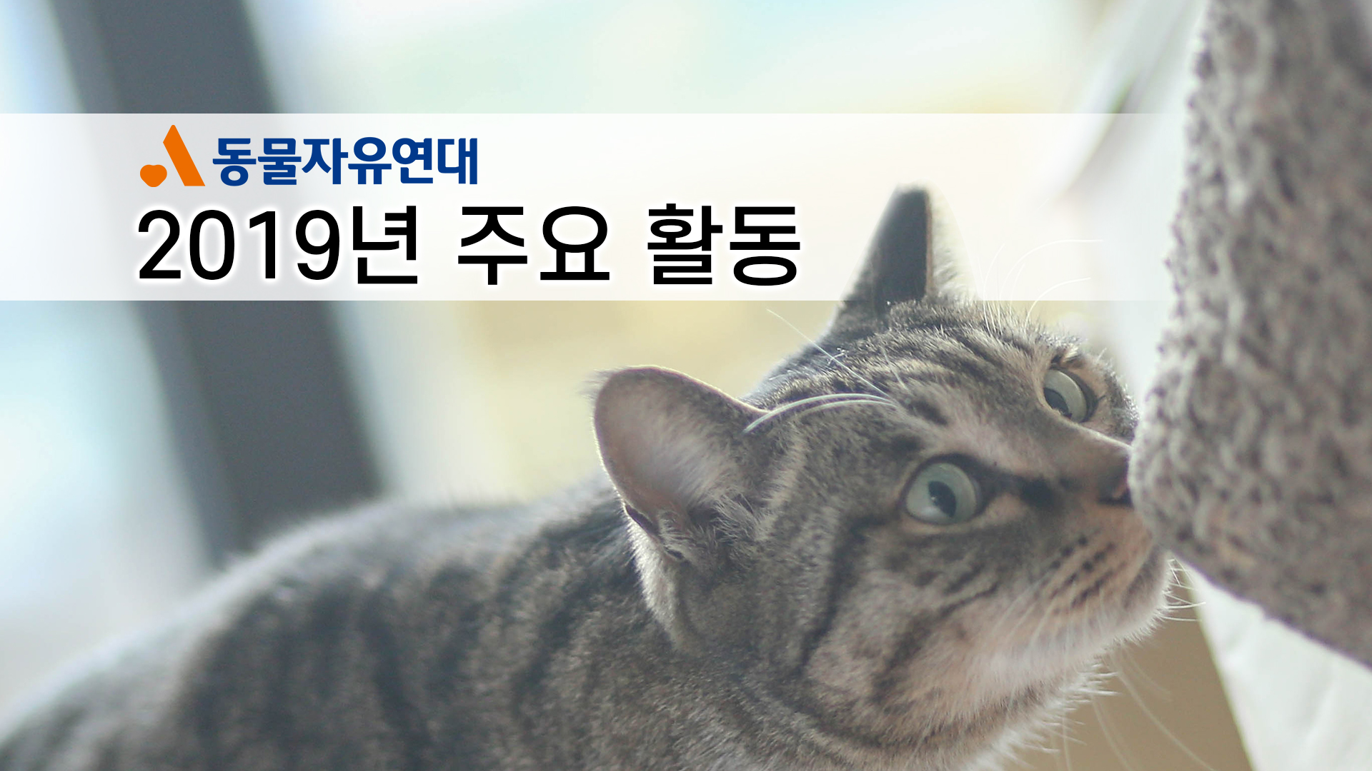 동물자유연대 2019년 주요 활동