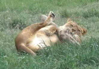 [전시동물] 미국 생츄어리에서 새 삶을 찾은, 아기 사자 해롱이의 근황🦁