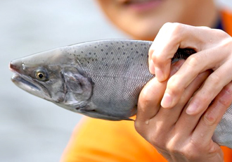 [공동성명]산천어축제의 잔혹한 진실에 눈감은 검찰의 각하 처분을 규탄한다