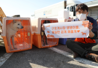 [개식용 철폐] 부산 구포개시장에서 구조된 45마리의 개, 해외 입양을 위해 비행기 타고 가요!