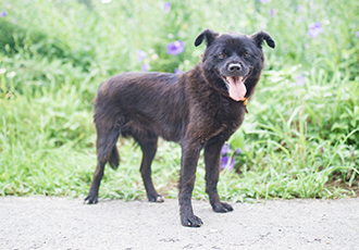 [결연후원] 이 달의 결연후원, 벌교 폐업 개농장 구조견 친구들🐕