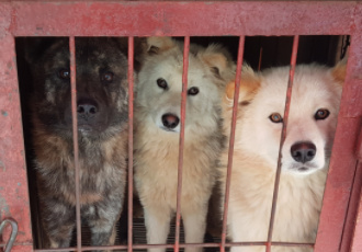 [논평] 개식용 산업 종식 해법 담은  동물보호법 개정안 발의를 환영합니다