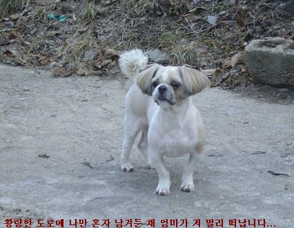 여름철이면 급증하는 유기견... 나쁜 동물은 없습니다 