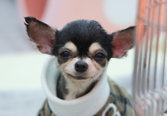 [결연후원] 이 달의 결연후원, 곤지암 번식장에서 구조된 113마리의 개들🐕