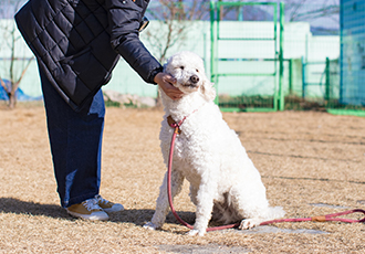 [해외입양] 고양시 불법 번식장 구조견 제임스, 이자벨, 게일이, 마랑이, 클로이가 해외입양 준비를 시작했습니다.