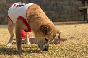 [Animal Home Essay]12년지기 갑돌이와 함께 한 첫 펜션여행 