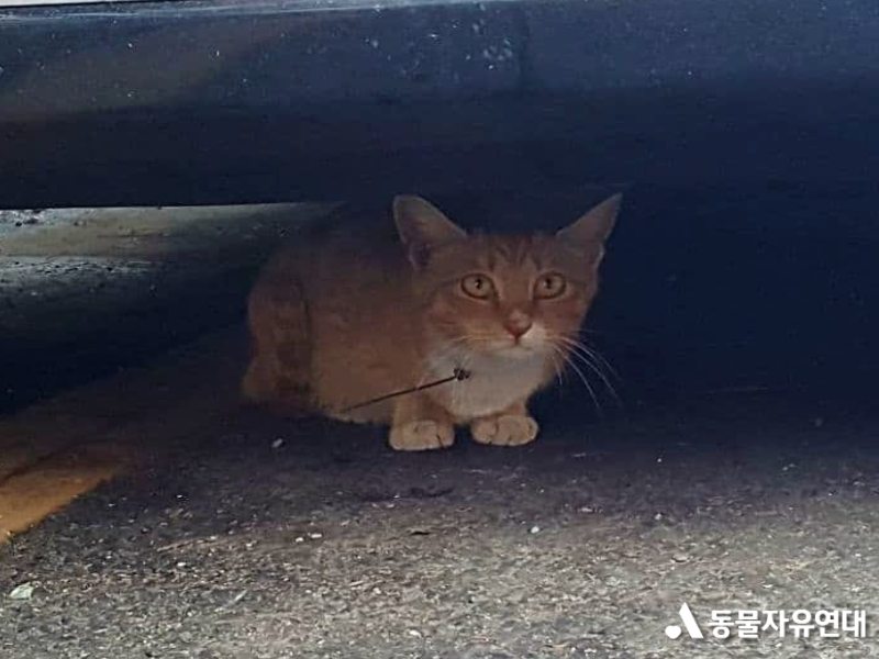 [구조] 목에 케이블타이가 묶인 채 살고 있던 고양이 '성탄이'