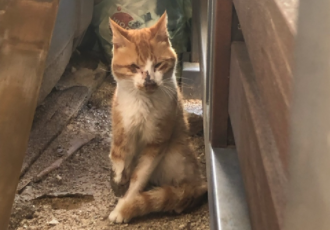 [구조] 한쪽 눈이 실명되고, 앞다리가 절단된 고양이 '카티'