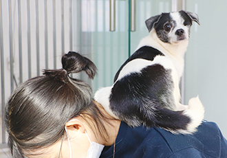 그 개가 알고싶다! 어깨 위의 보미!