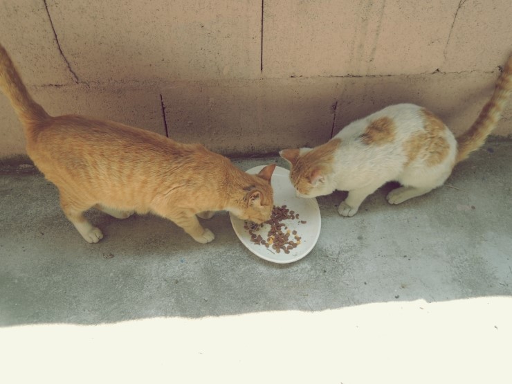 길고양이와의 공존을 위한 주민 협조문 