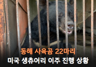 [사육곰] 동해 사육곰 생츄어리 이주 진행상황을 공유드립니다