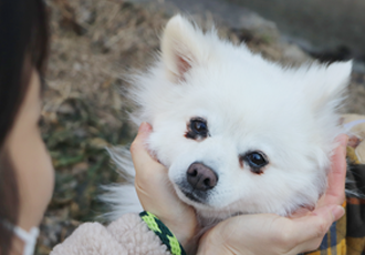 [입양] 오직 한 사람만 존재하는 목화의 세상 🧡