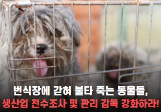 번식장에 갇혀 불타 죽는 동물들, 생산업 전수조사 및 관리 감독 강화하라!