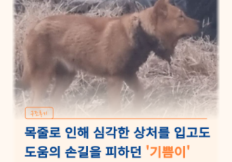 [구조후기] 목줄로 인해 심각한 상처를 입고도 도움의 손길을 피하던 '기쁨이'