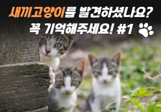 새끼 고양이를 발견하셨나요? 꼭 기억해주세요! #1