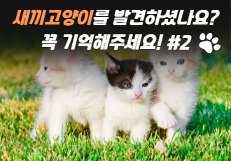 새끼 고양이를 발견하셨나요? 꼭 기억해주세요! #2