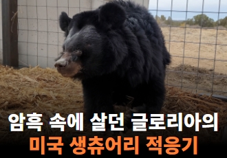 암흑 속에 살던 사육곰 글로리아의 미국 생츄어리 적응기