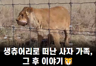 생츄어리로 떠난 사자 가족, 그 후 이야기🦁