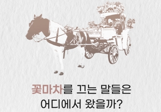 꽃마차를 끄는 말들은 어디에서 왔을까 - 퇴역경주마들의 진짜 이야기