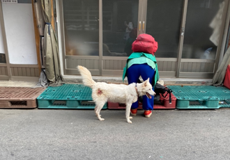 [구조] 양쪽 뒷 다리에 큰 상처를 입은 채로 끌려다니던 백구