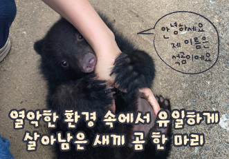 열악한 환경 속에 유일하게 살아남은 새끼 곰 한 마리