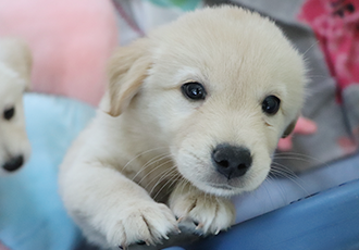 [입양] 사랑이 늘 고픈 애교 만점 오둥이 친구들🧡