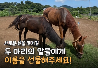 새로운 삶을 열어갈 두 마리 말들에게 이름을 선물해주세요! 🐎🐎