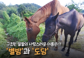 구조된 말들의 사랑스러운 이름은!? ‘별밤’과 ‘도담’