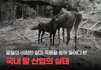 말들의 비참한 삶과 죽음을 통해 들여다 본 국내 말 산업의 실태