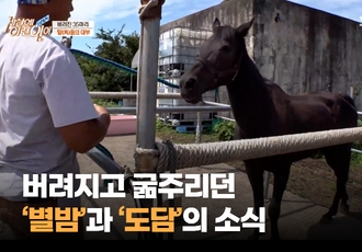 버려지고 굶주리던 ‘별밤’과 ‘도담’의 소식🐴