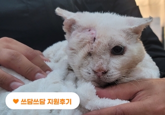 [지원후기]얼굴의 반이 암 종양으로 뒤덮였던 길고양이, 루루🐱