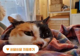 [쓰담쓰담 지원후기] 가게 앞에서 하염없이 울고 있던 구내염 걸린 고양이, 카레🐱