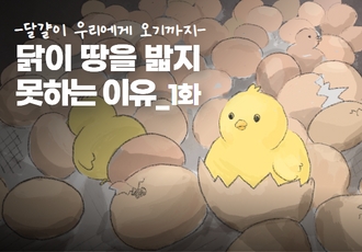 달걀이 우리에게 오기까지 "닭이 땅을 밟지 못하는 이유" 1화 